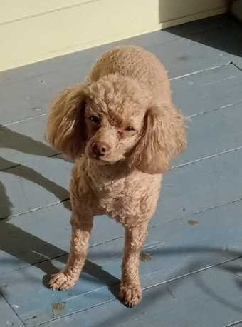 Lost Dog in Myrtle Beach — listing photo