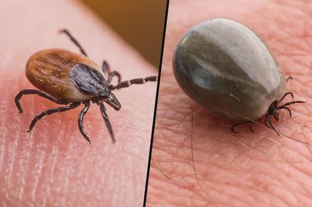 Found Dog in Wichita, Kansas — Friendly Reminder to Check your fur babies for nasty TICKS