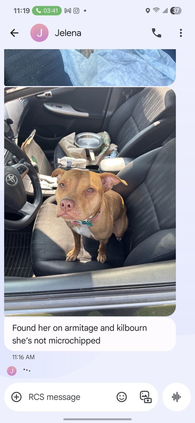 found dog in Chicago, Illinois