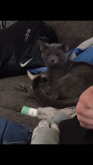Lost Cat in Prestonsburg — listing photo