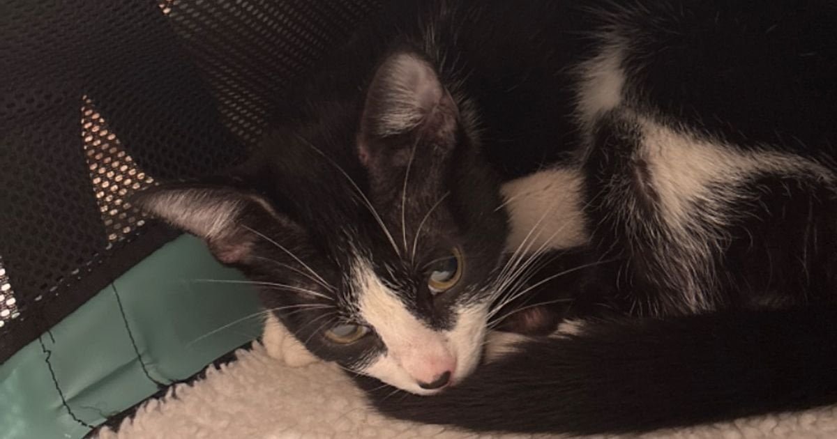 Lost Cat in Baltimore, Maryland — listing photo