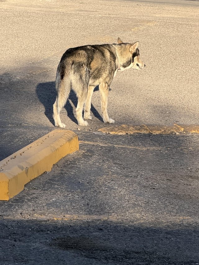 Lost Dog in Albuquerque, New Mexico — listing photo