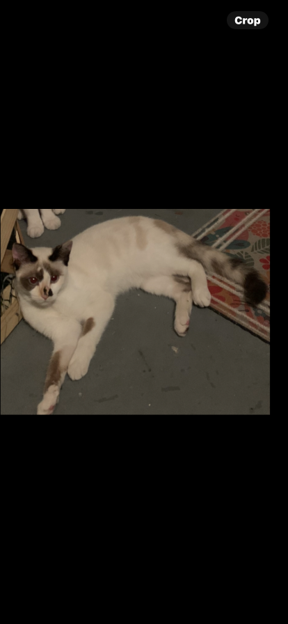 Lost Cat in Lakeland, Florida — listing photo
