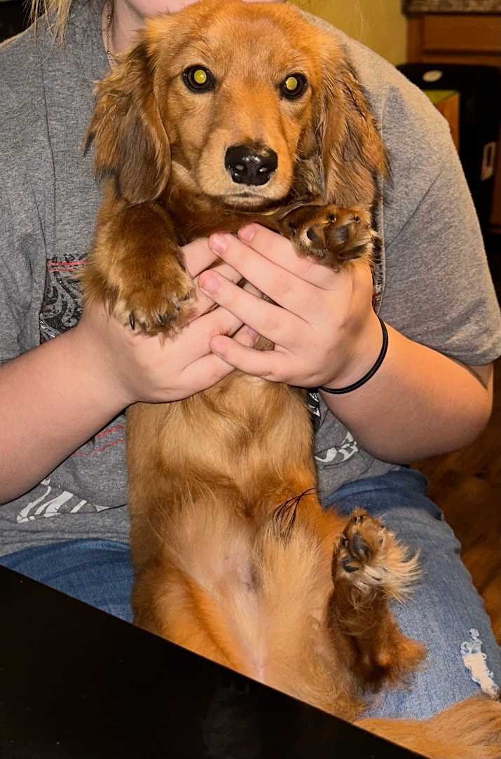 Lost Dog in Tecumseh — listing photo