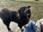 Lost Dog in Oklahoma City, Oklahoma — listing photo