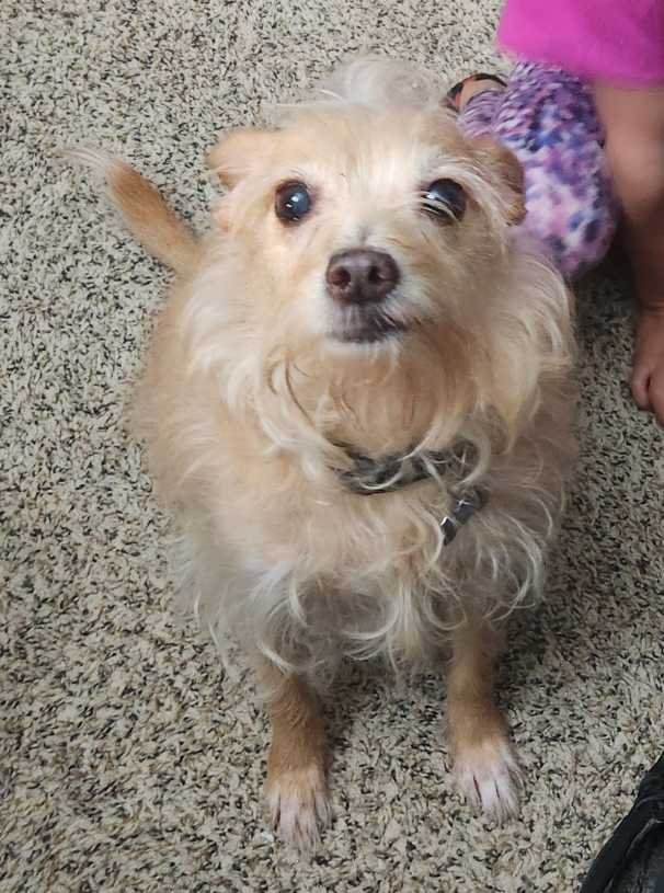 Lost Dog in Houston, Texas — listing photo