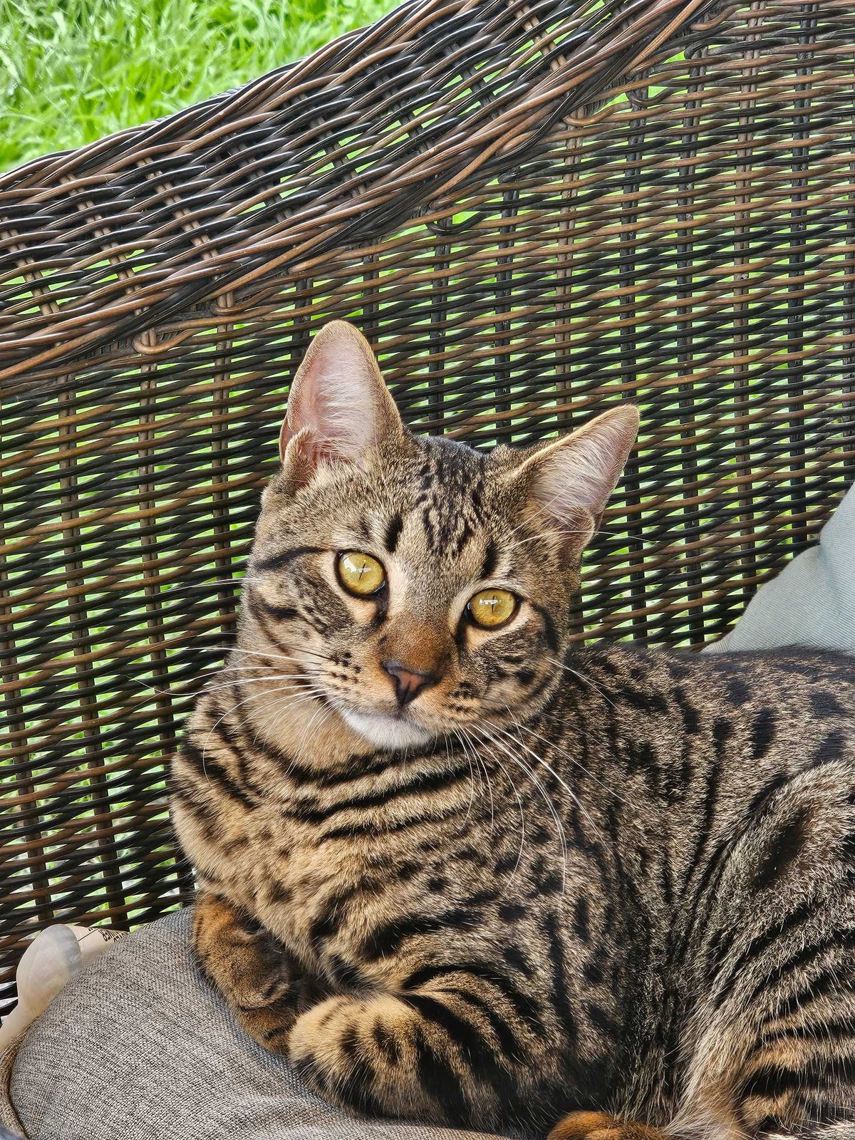 Lost Cat in San Antonio, Texas — listing photo