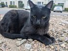 Lost Cat in Austin, Texas — listing photo