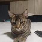 lost cat in Euclid, Ohio