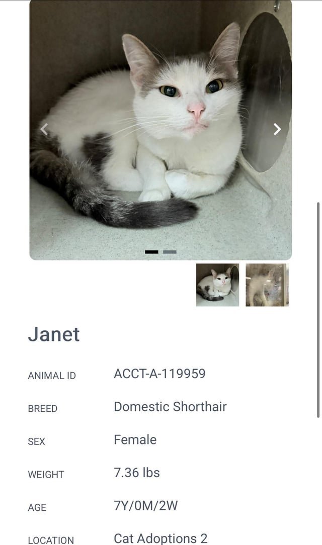 Found Cat in Philadelphia, Pennsylvania — Seeking adoption