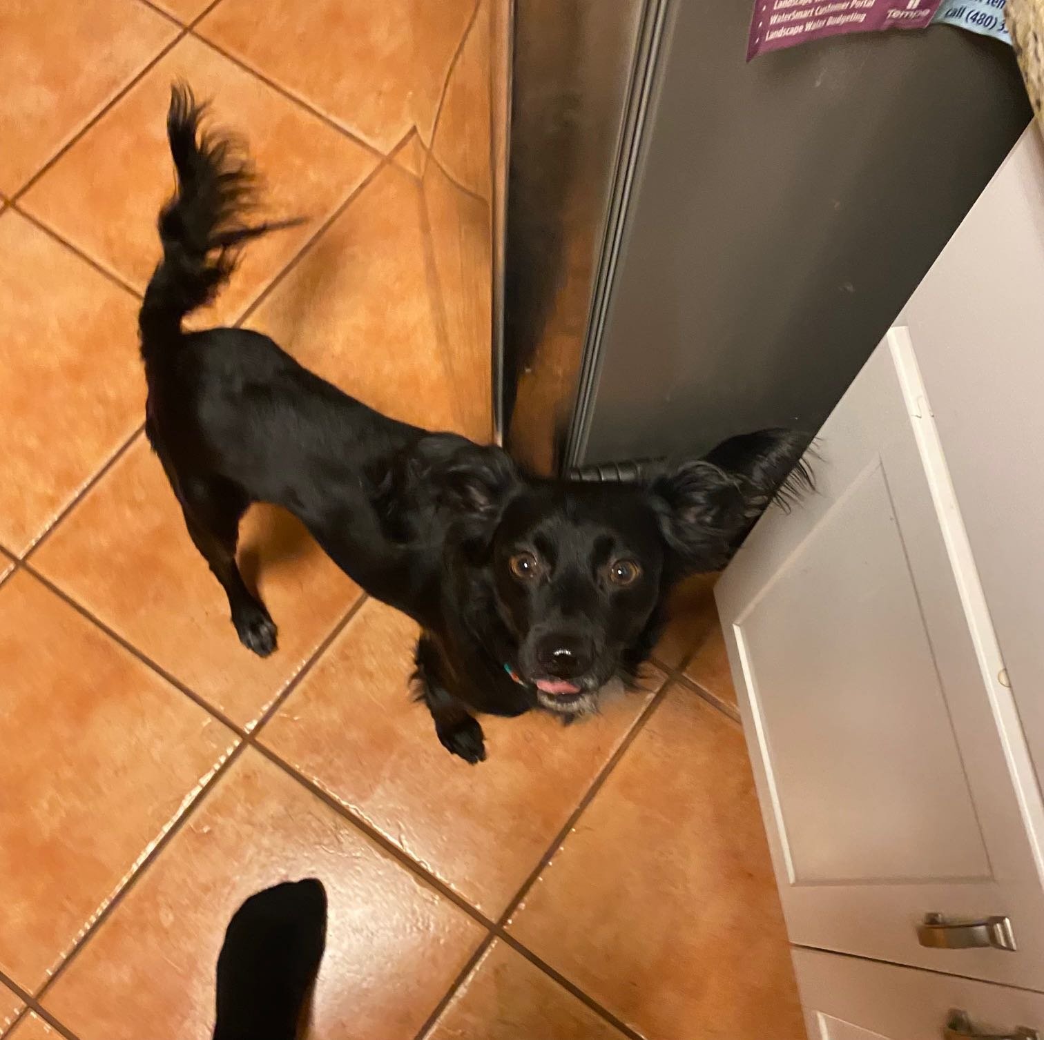 Found Dog in Phoenix, Arizona — listing photo