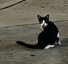 Lost Cat in K — listing photo