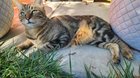 lost cat in Pacifica, California