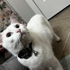lost cat in Jacksonville, Florida
