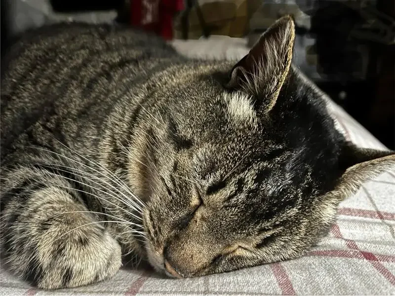 lost cat in Dallas, Texas
