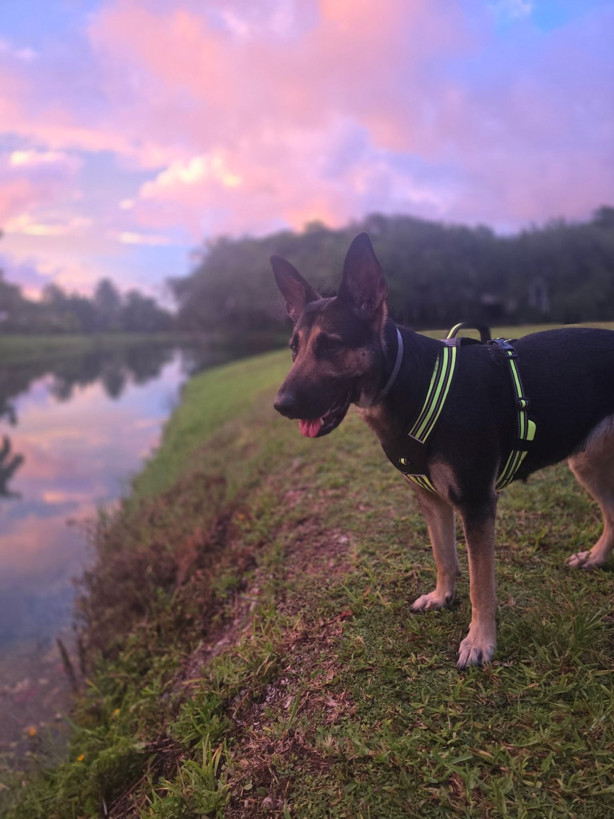 Lost Dog in Miami, Florida — listing photo