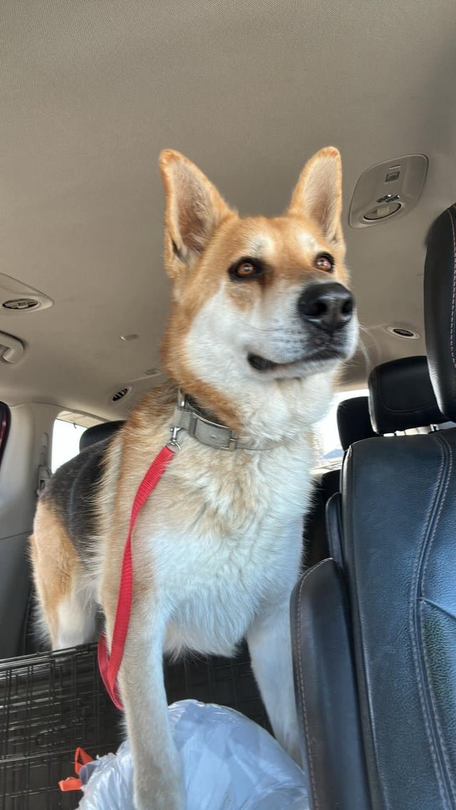 Found Dog in Oklahoma City, Oklahoma — listing photo