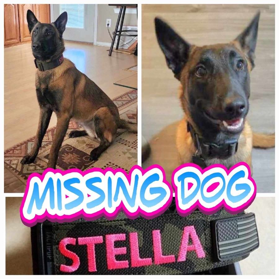 Lost Dog in Oklahoma City, Oklahoma — listing photo