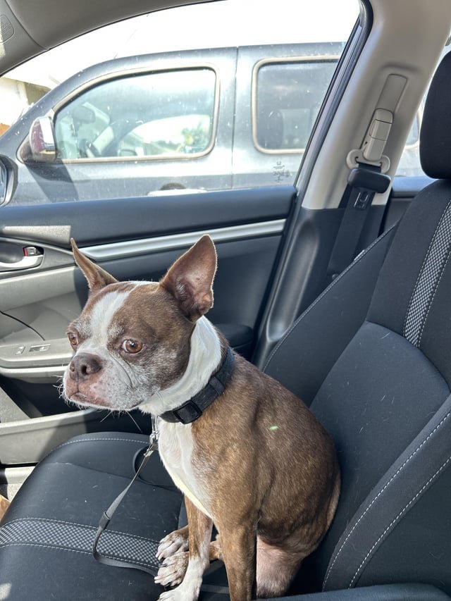 lost dog in San Diego, California