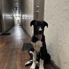 lost dog in Los Angeles, California