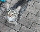 Lost Dog in Dayton, Ohio — listing photo