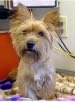 Lost Dog in Sacramento, California — listing photo