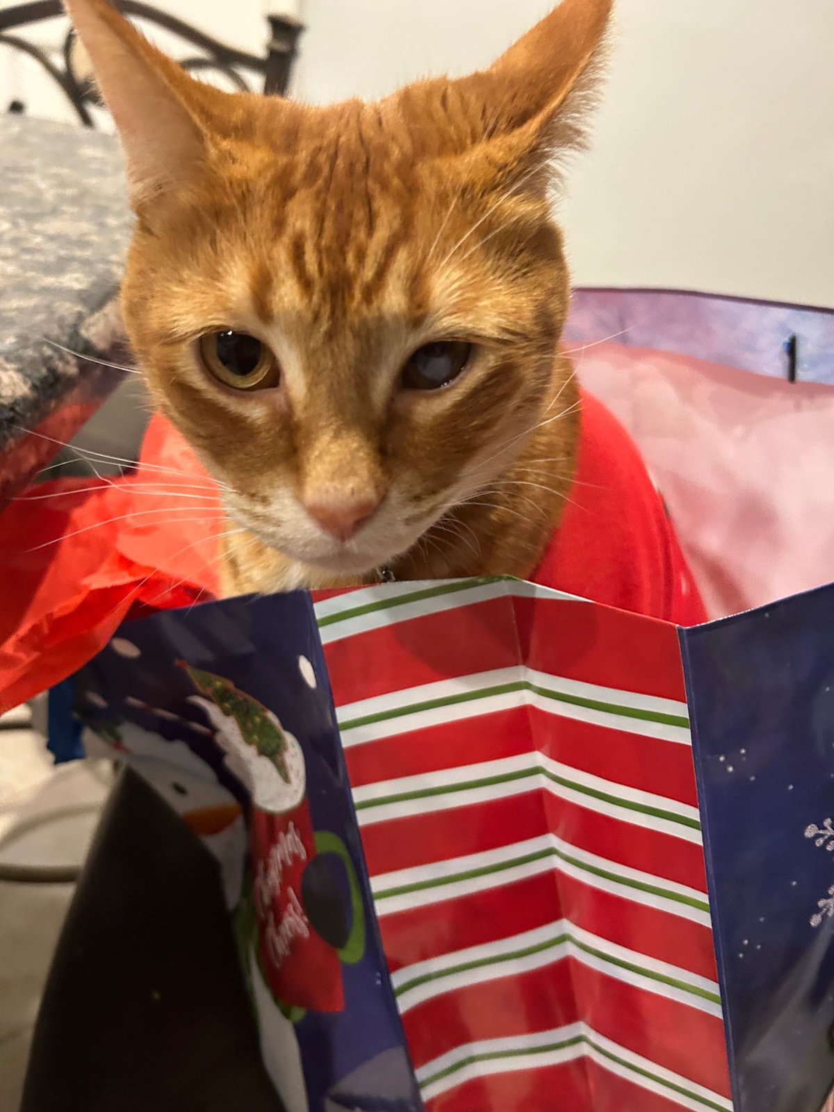 Lost Cat in Sugar Land, Texas — listing photo
