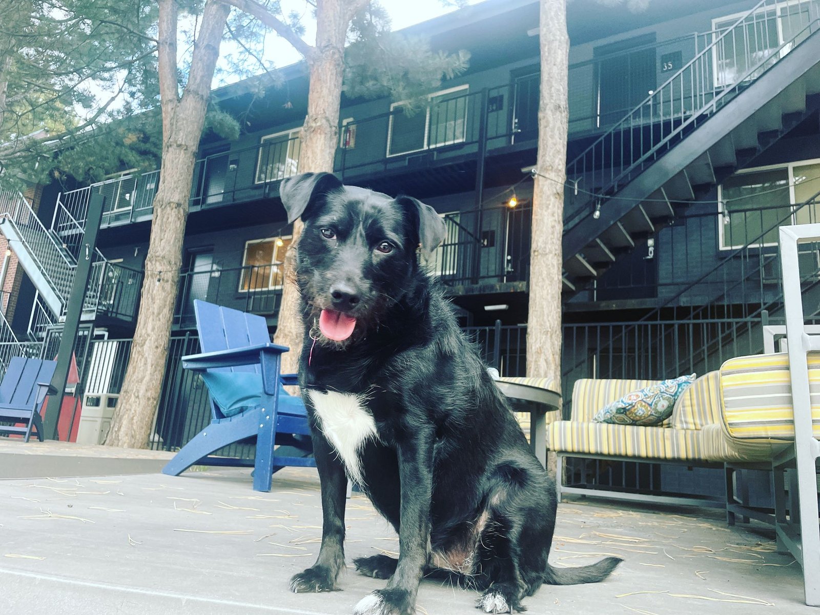 Lost Dog in Denver, Colorado — listing photo