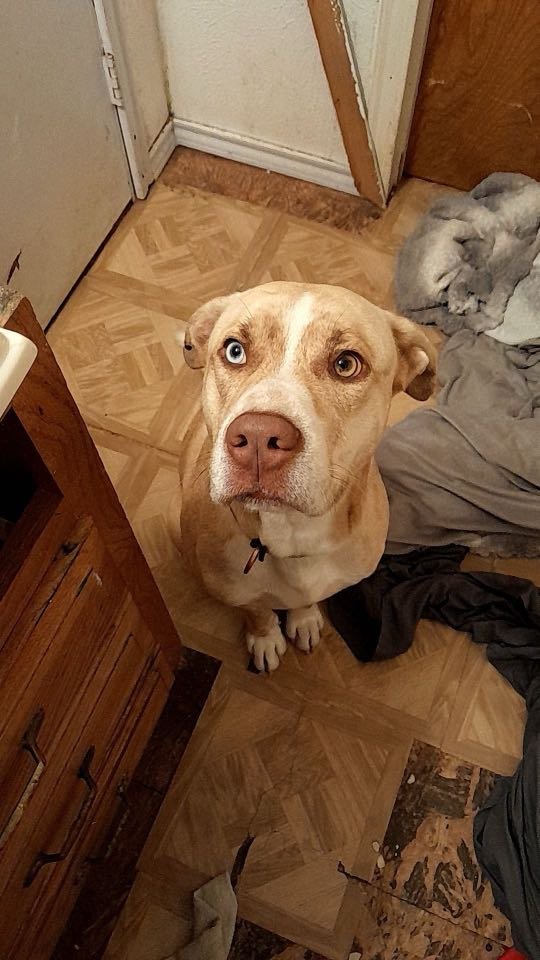 Lost Dog in Granbury — listing photo