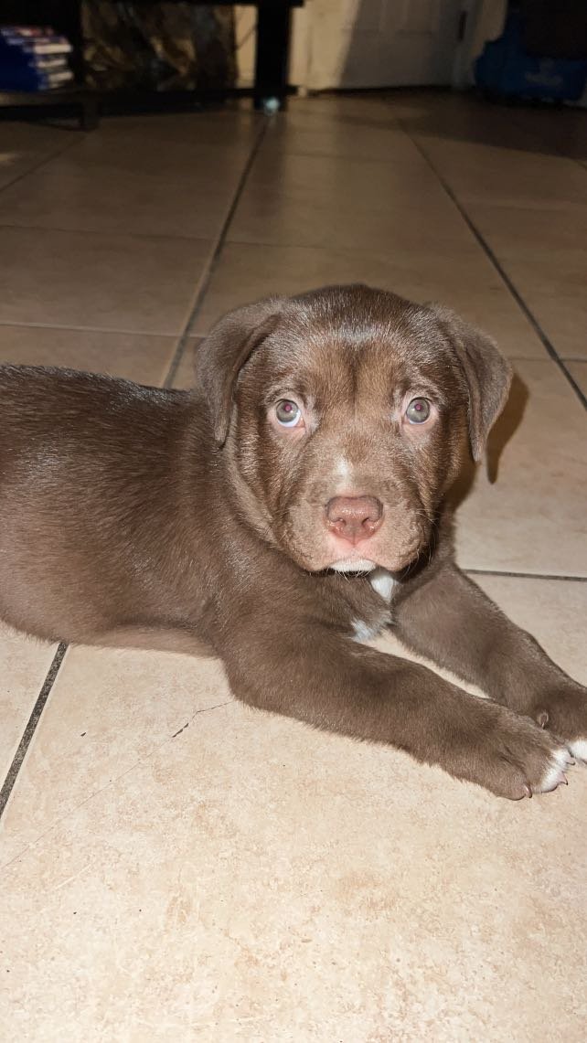 Lost Dog in Houston, Texas — listing photo