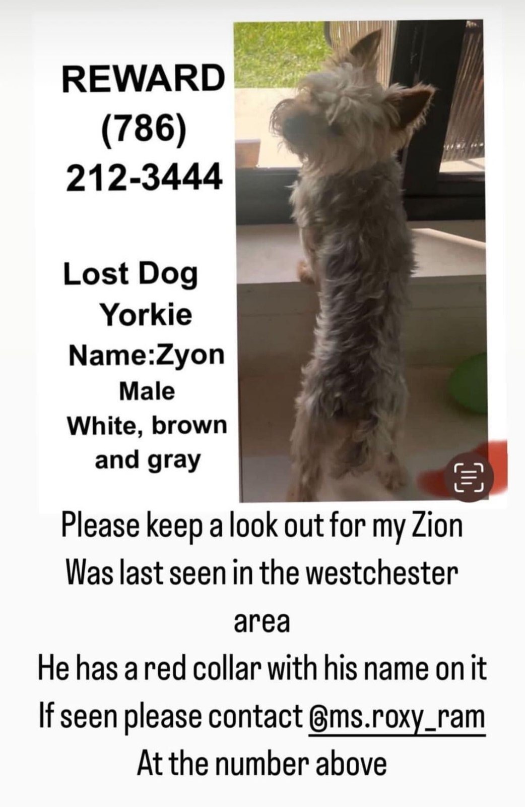 Lost Pet in Miami, Florida — listing photo