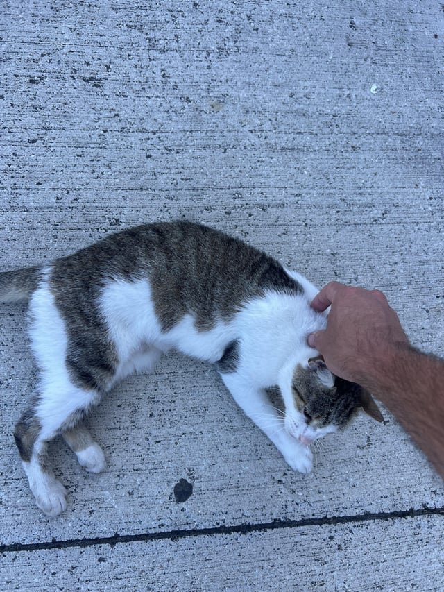 found cat in Jacksonville, Florida