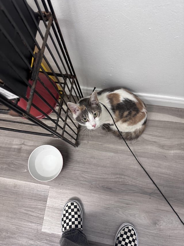 lost cat in San Francisco, California