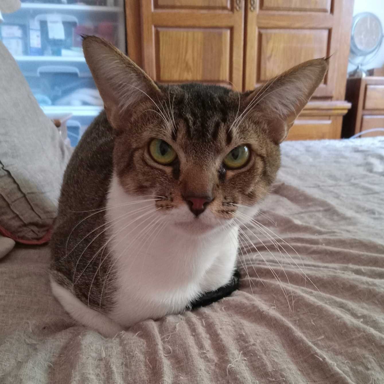 Lost Cat in White Settlement — listing photo