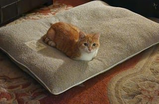 lost cat in Columbus, Ohio