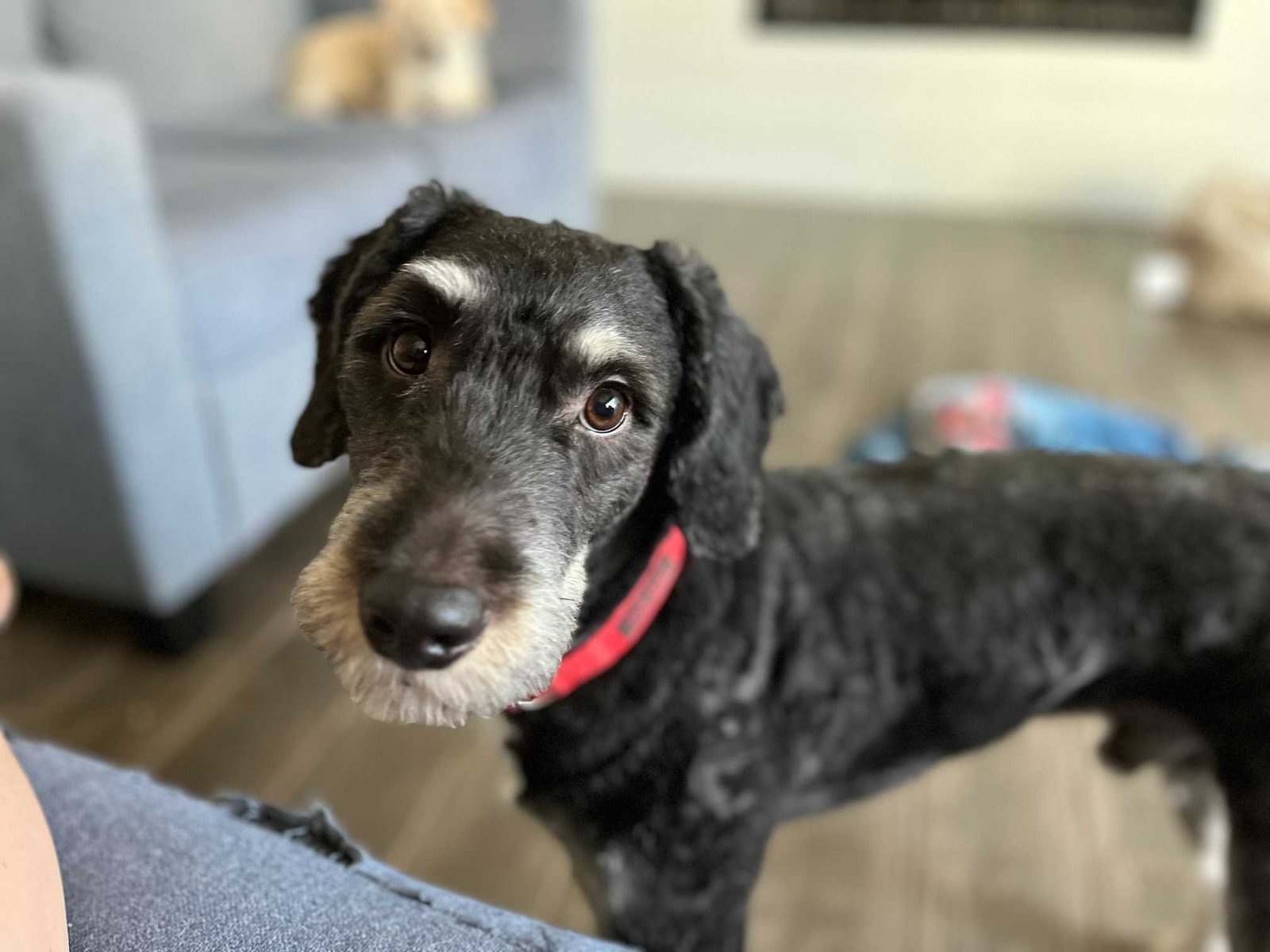 Lost Dog in Queen Creek — listing photo