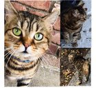 Lost Cat in Portland, Oregon — Please help me find my cat!