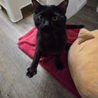 Found Pet in Dallas, Texas — listing photo