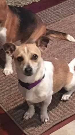 Lost Dog in North Las Vegas, Nevada — listing photo
