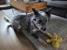 found dog in Washington, District of Columbia