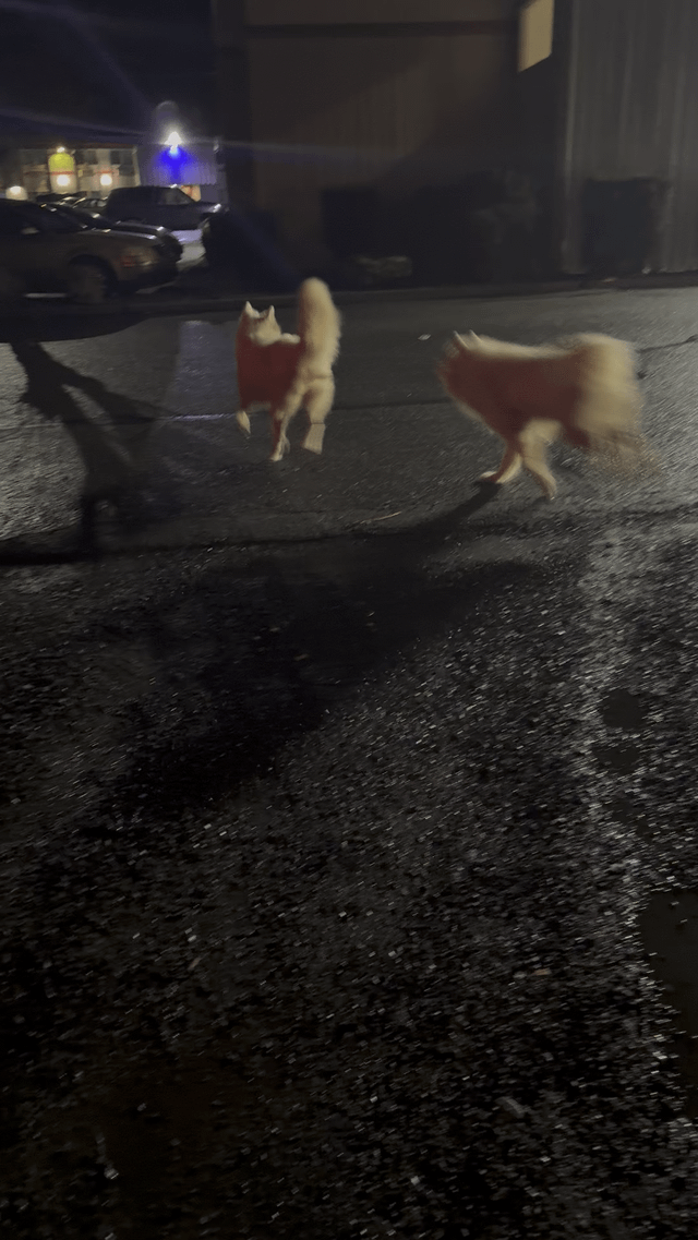 Lost Dog in Spokane, Washington — Two Lost Dogs, White Fluffy Medium-Large Sized on Sullivan in Atilanos drive thru