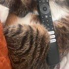 Lost Cat in Charlotte, North Carolina — listing photo
