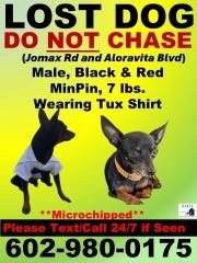 Lost Dog in Peoria, Illinois — listing photo