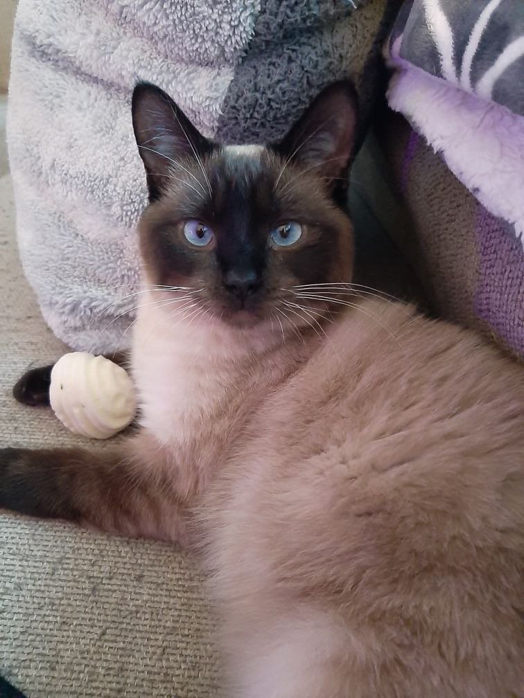 Lost Cat in Aurora, Colorado — listing photo
