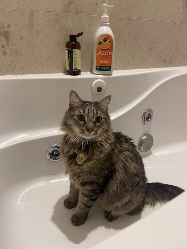 Lost Cat in Boston, Massachusetts — listing photo