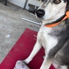lost dog in San Diego, California