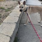 Found Dog in Reno, Nevada — listing photo
