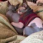 Lost Cat in Dallas, Texas — listing photo