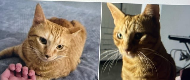 Lost Cat in Plano, Texas — listing photo
