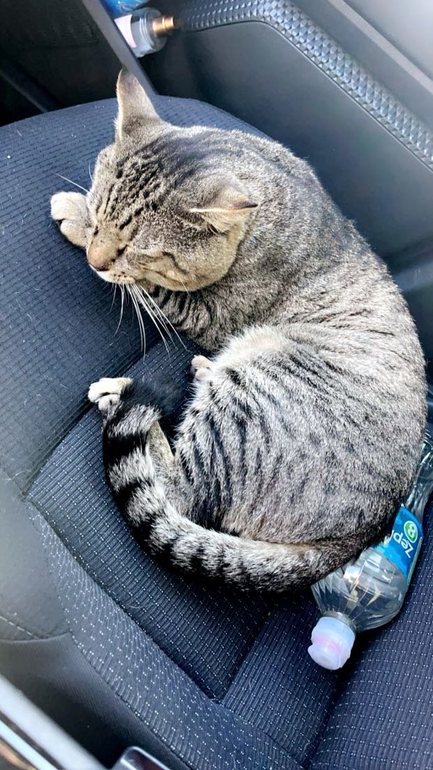 Lost Cat in ChampionsGate — listing photo